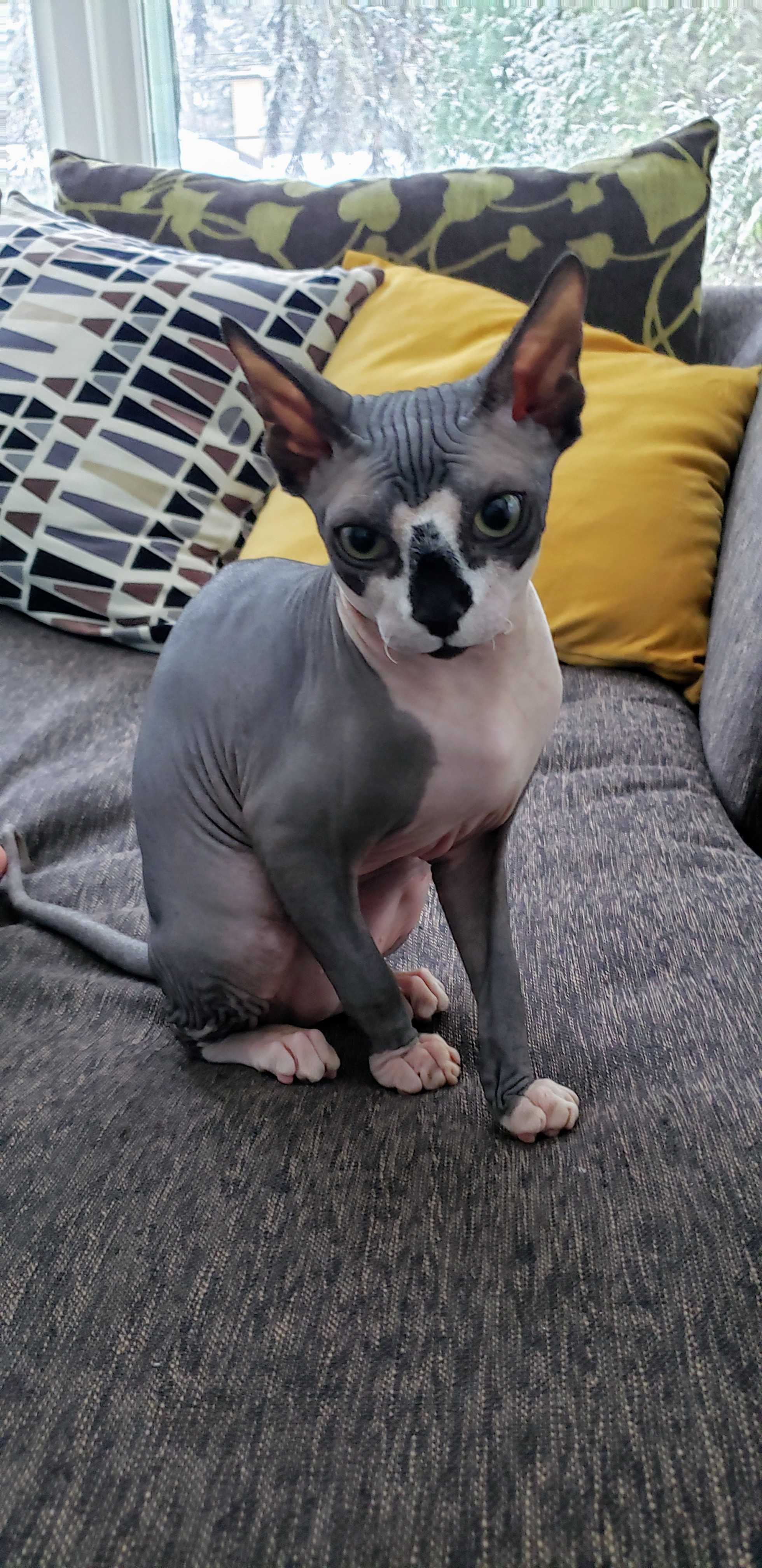 Enzo