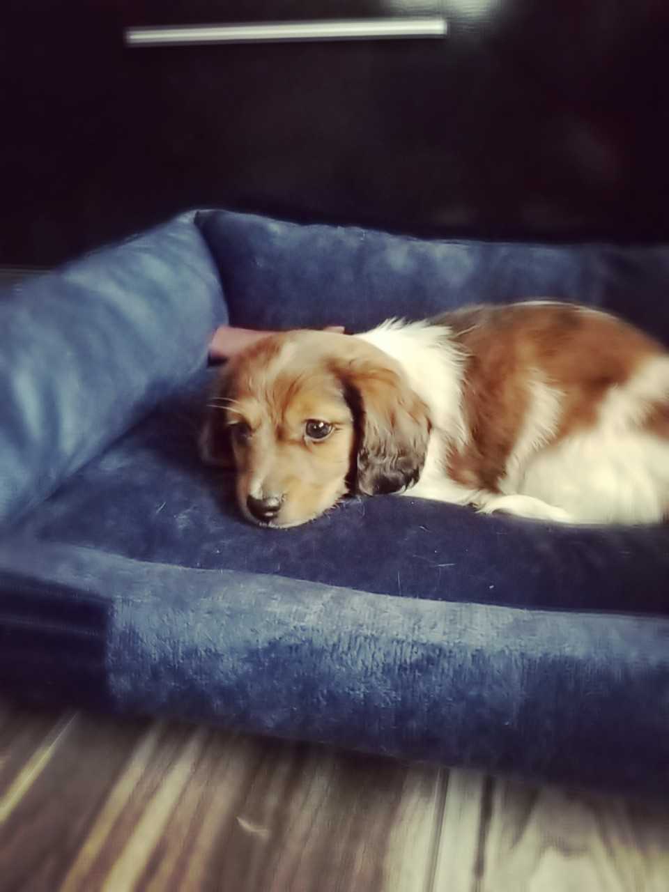 Boris ( a été volé)