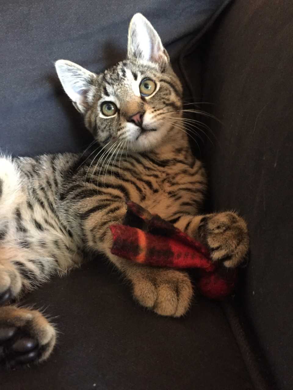 Darwin