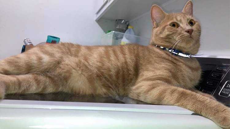 Simba