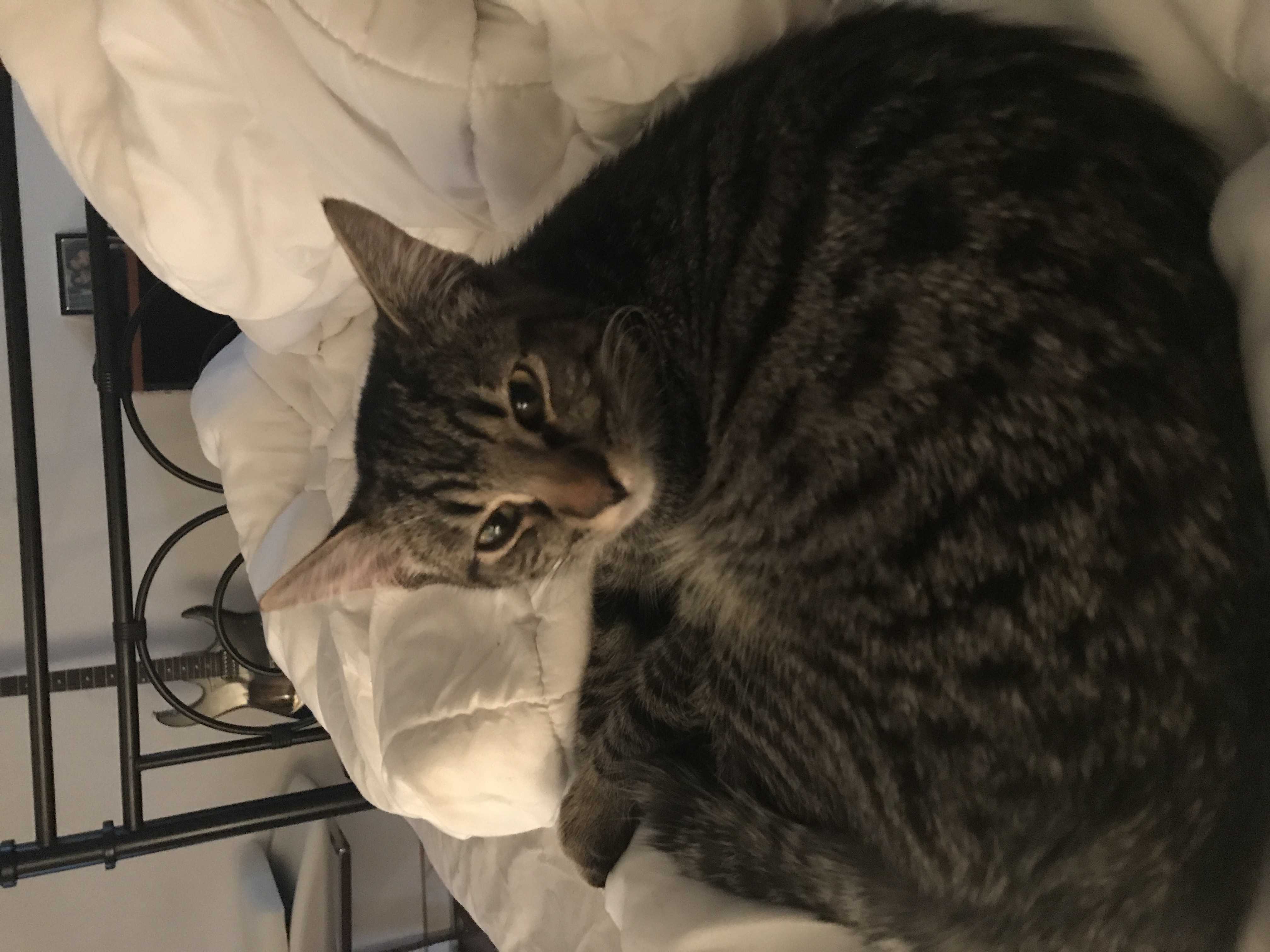 Benji