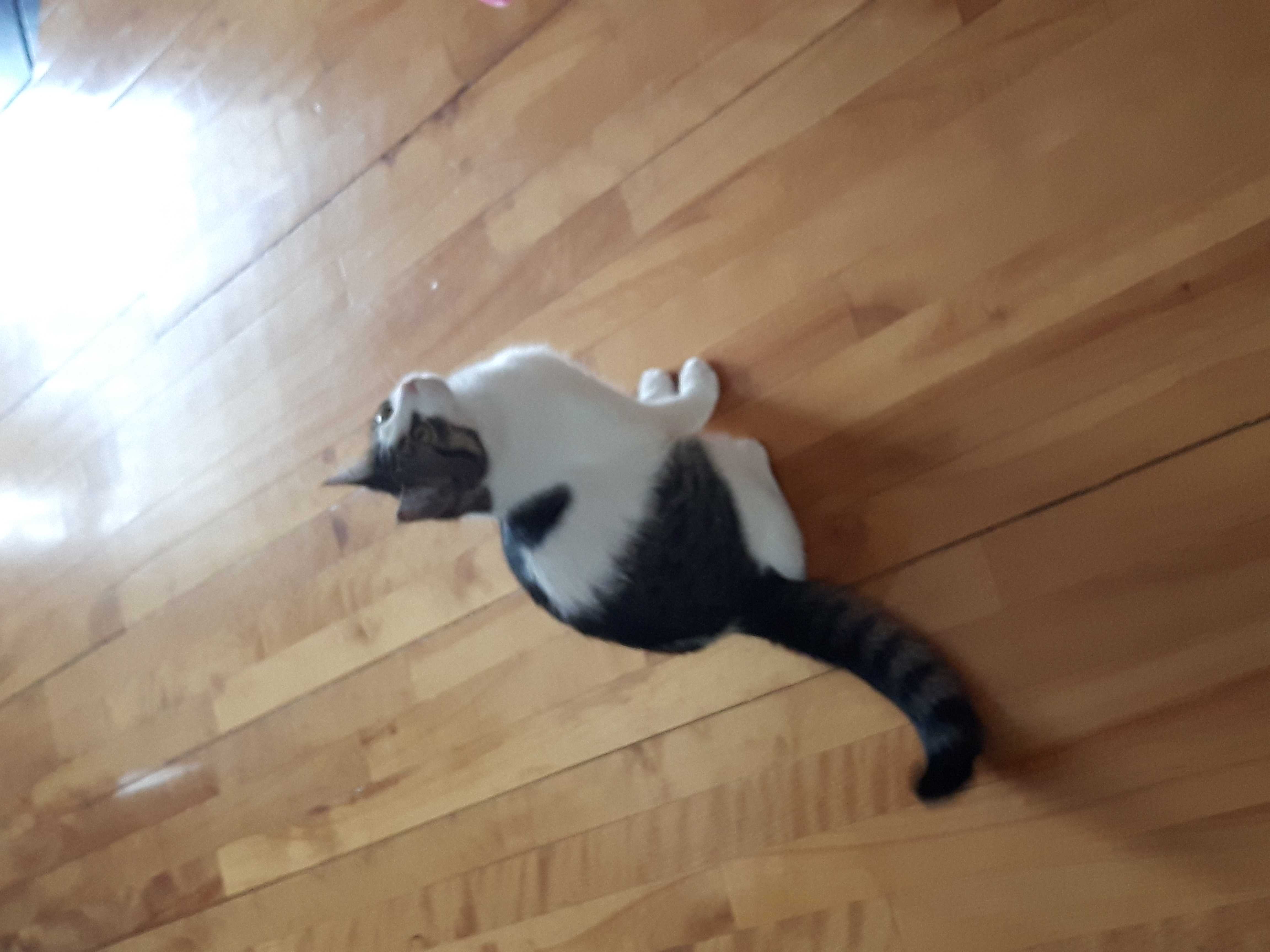 Ti-Minou