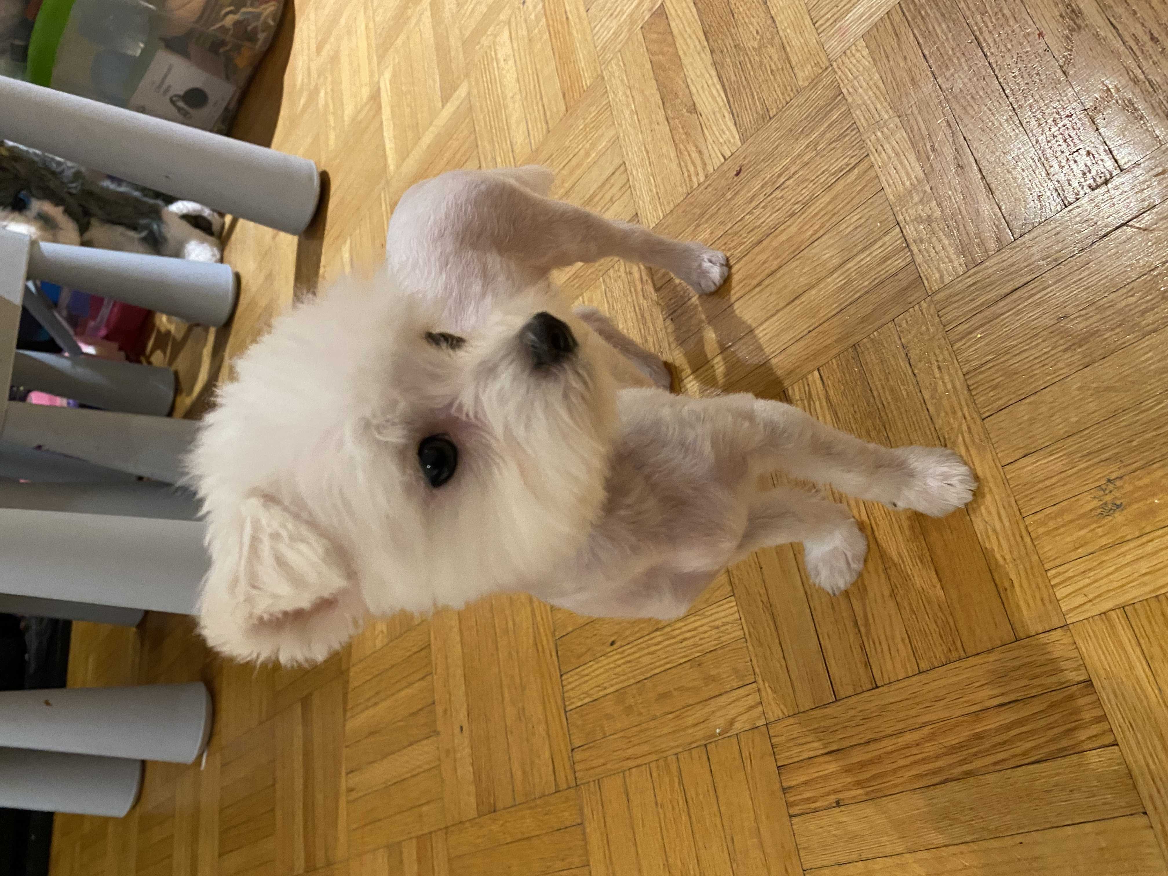 Bella