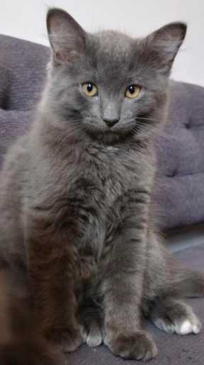 Poussière