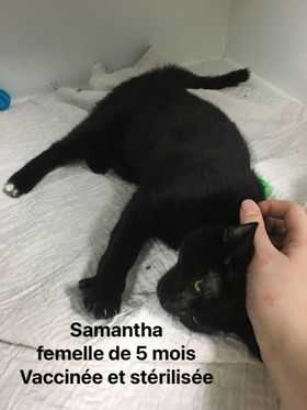 Samanta