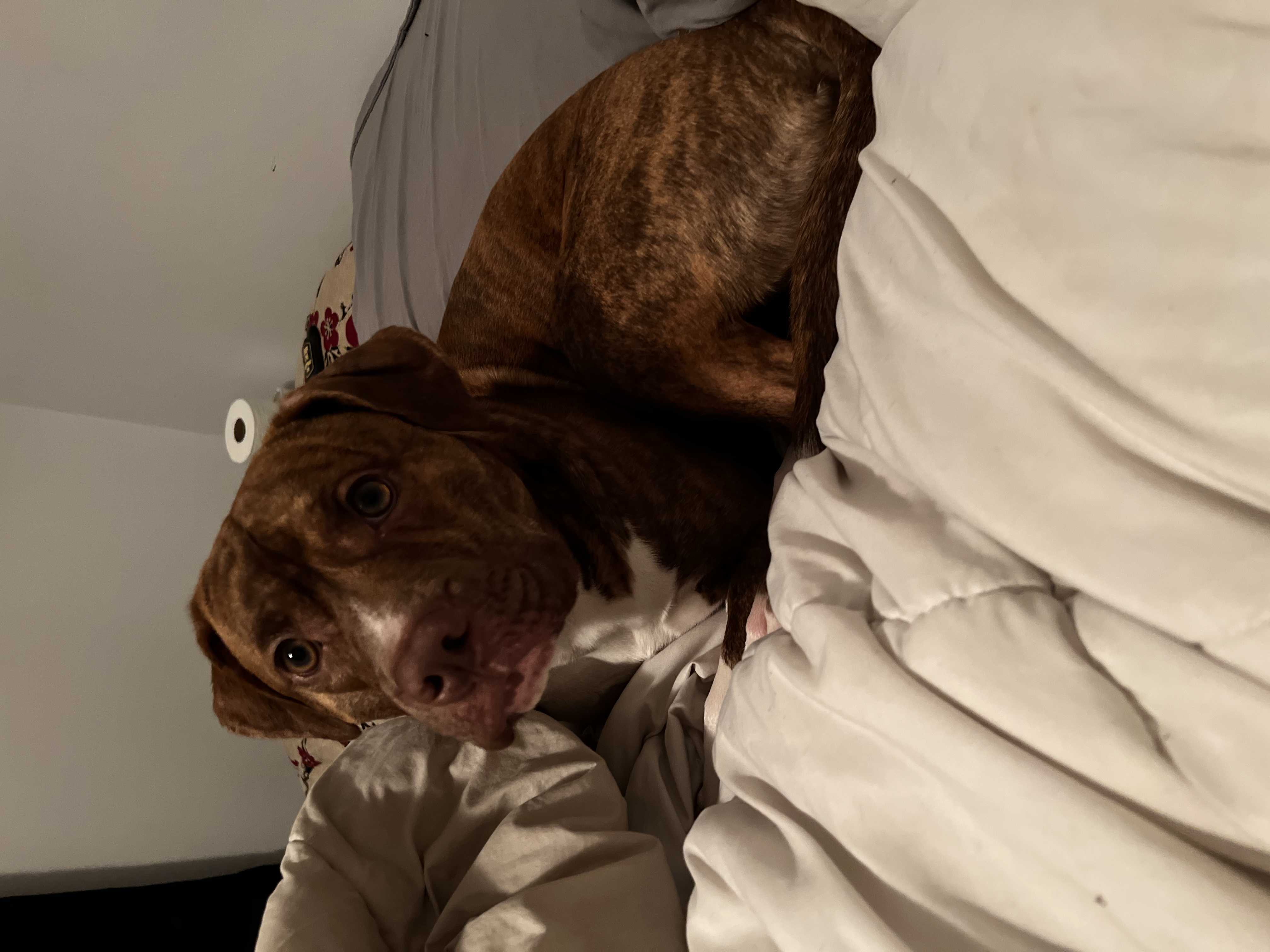 Soldat/   M. Leblanc n'est plus le propriétaire 07/03/25/ Richard du contrôle animalier nous a appeler essayera trouver le maître dans la ville de Dorval