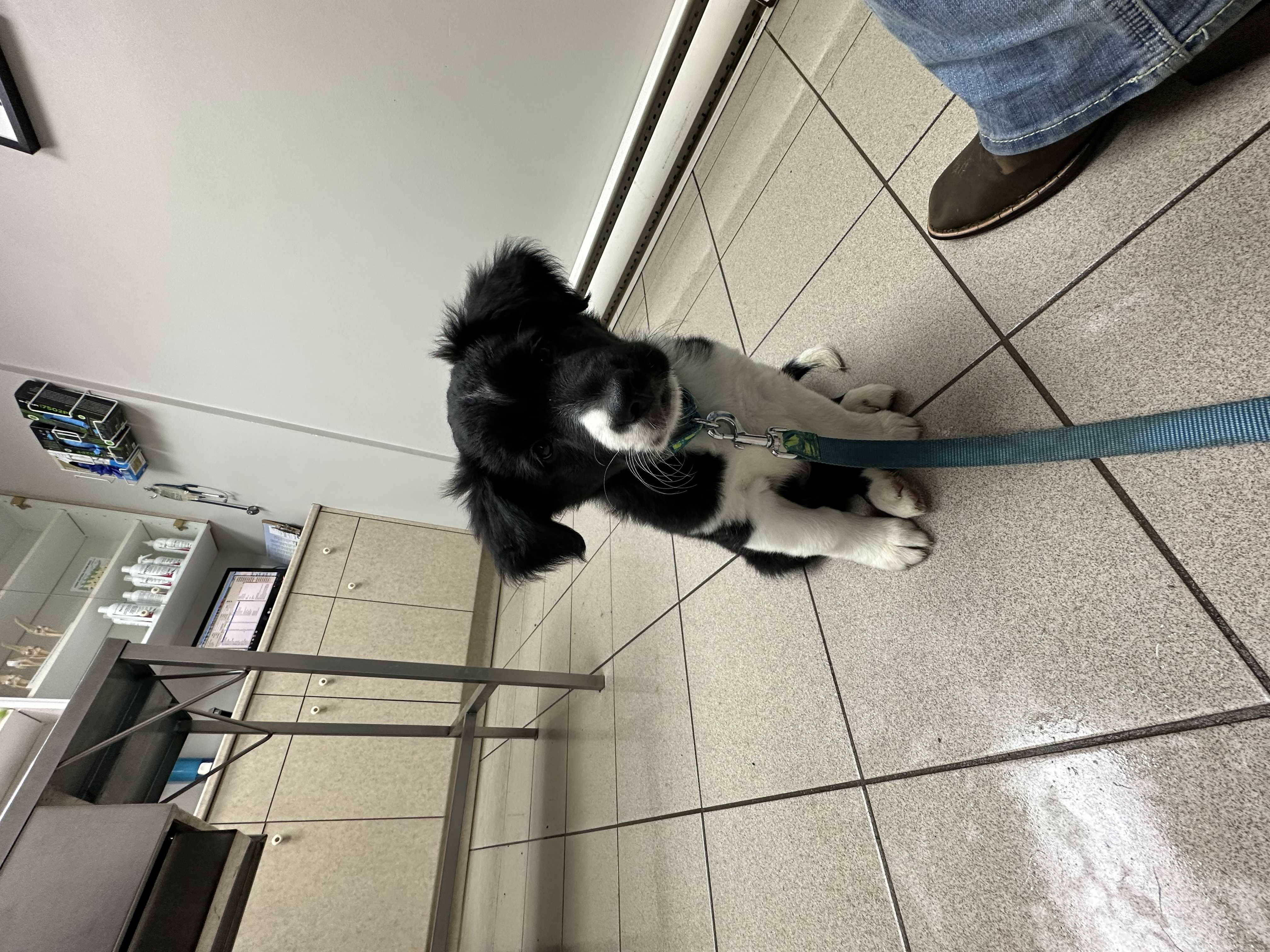 Athena   AS TRANSFEREE!!!!! CHIEN VOLEE!!!!!!!!