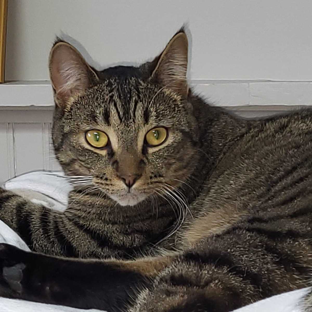 CLOVIS