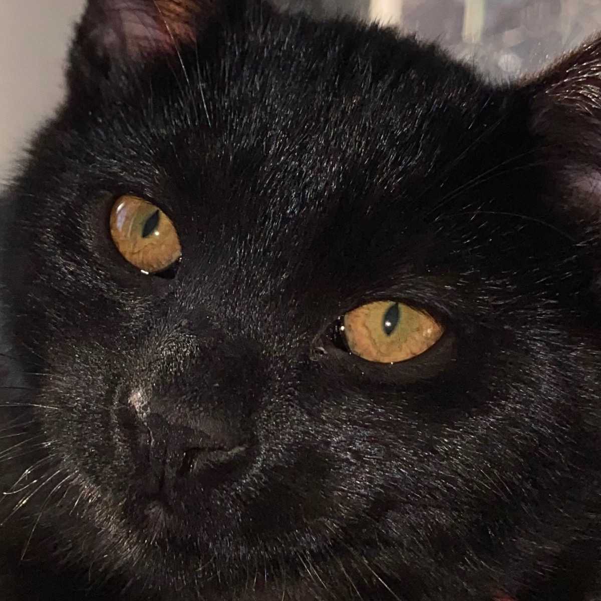 Milo