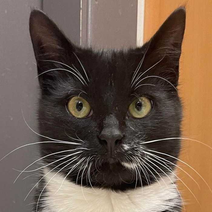 Tcharley