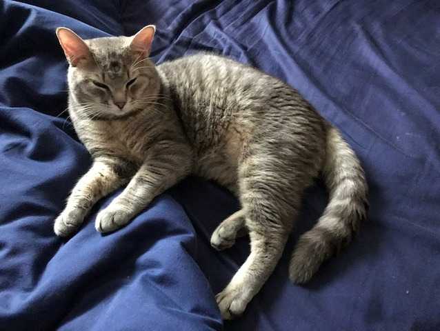 coco