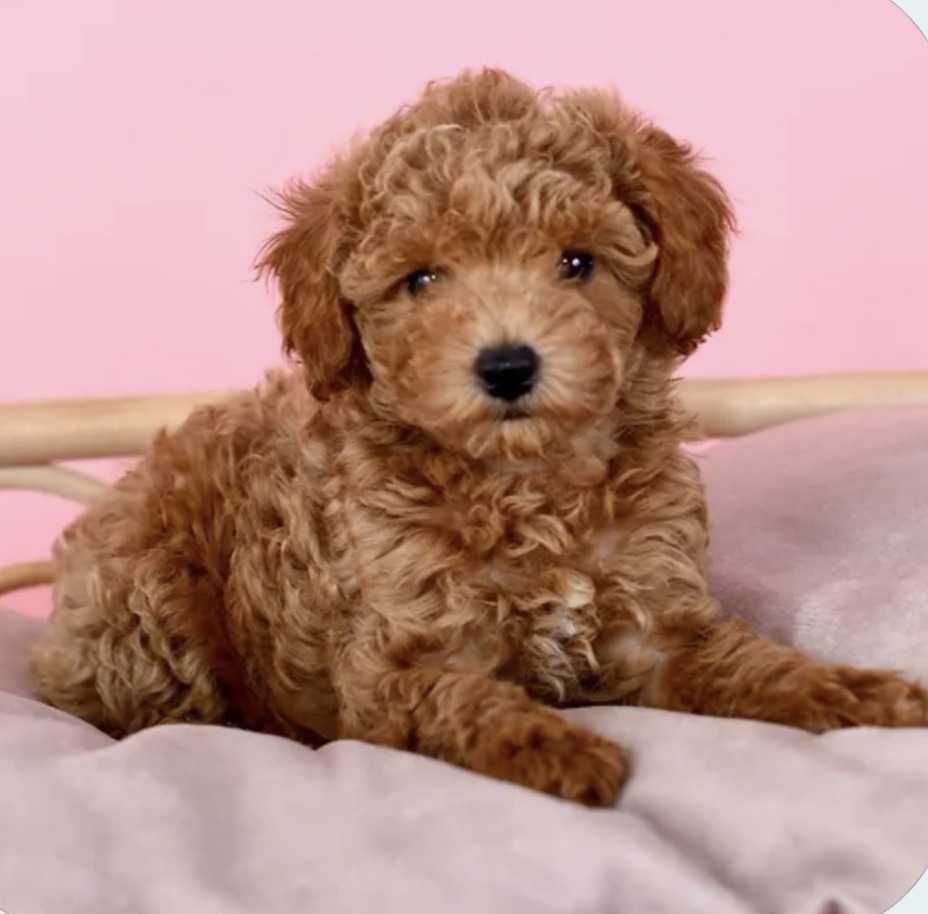 Charlotte  perdue contacter Sylvie Haineault Puppy Love gardienne  514 260-7866