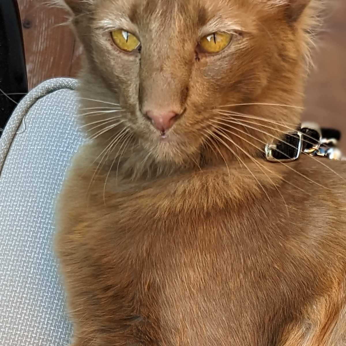 Dobby