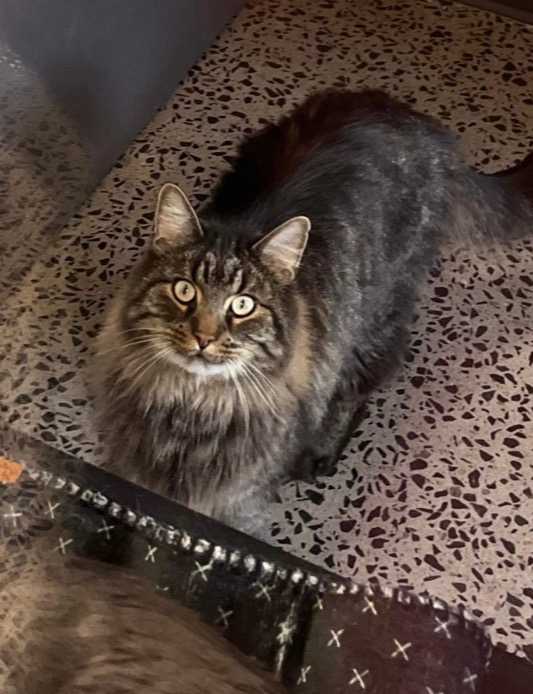 Copain ( Vince auparavant) Ne pas transférer - voler