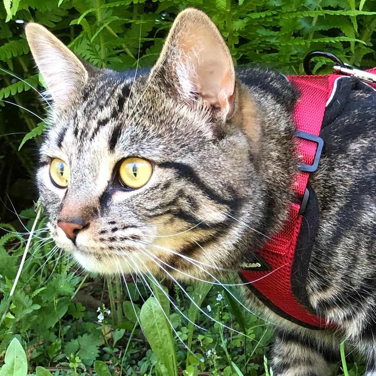 Capitaine (Chouchou)