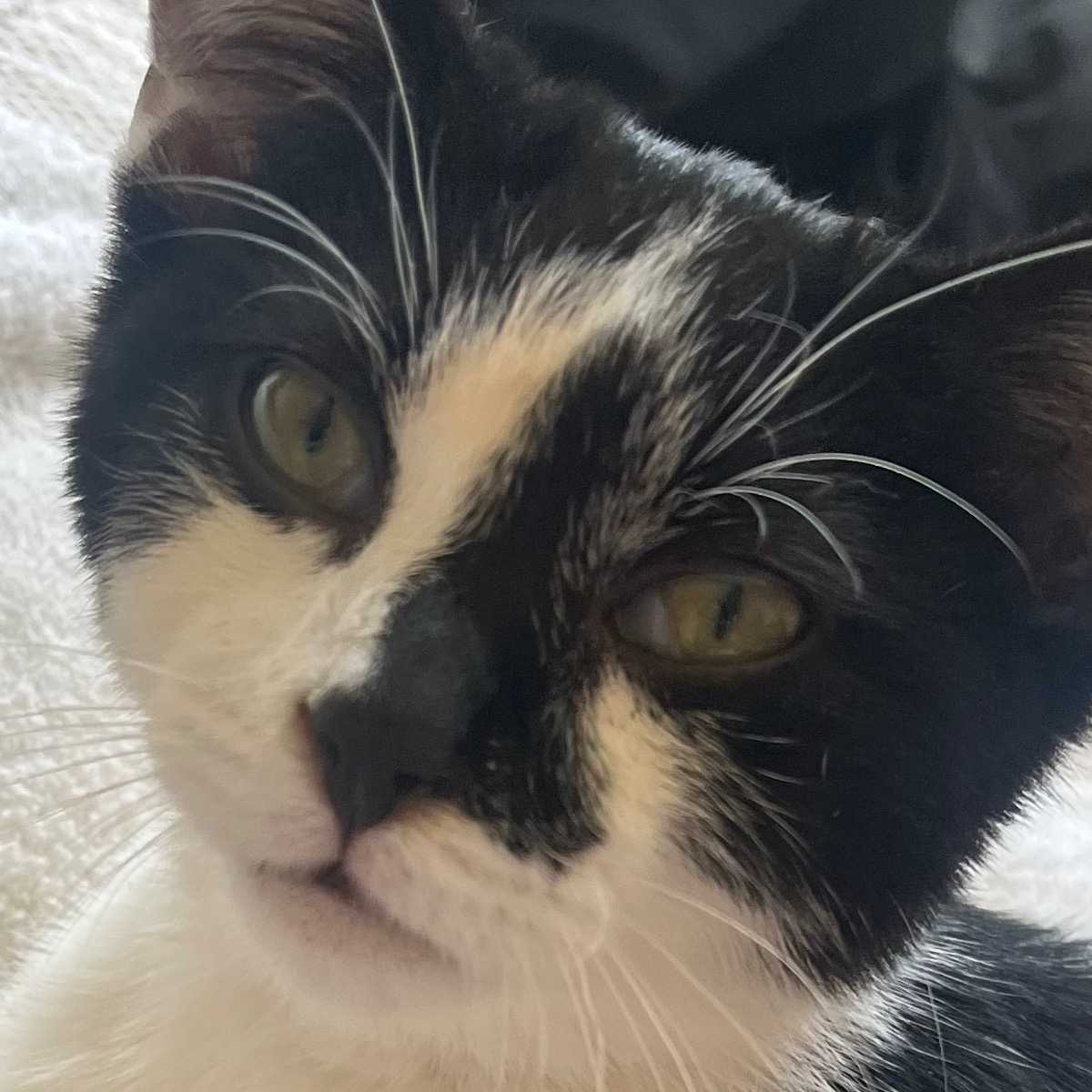 Loki