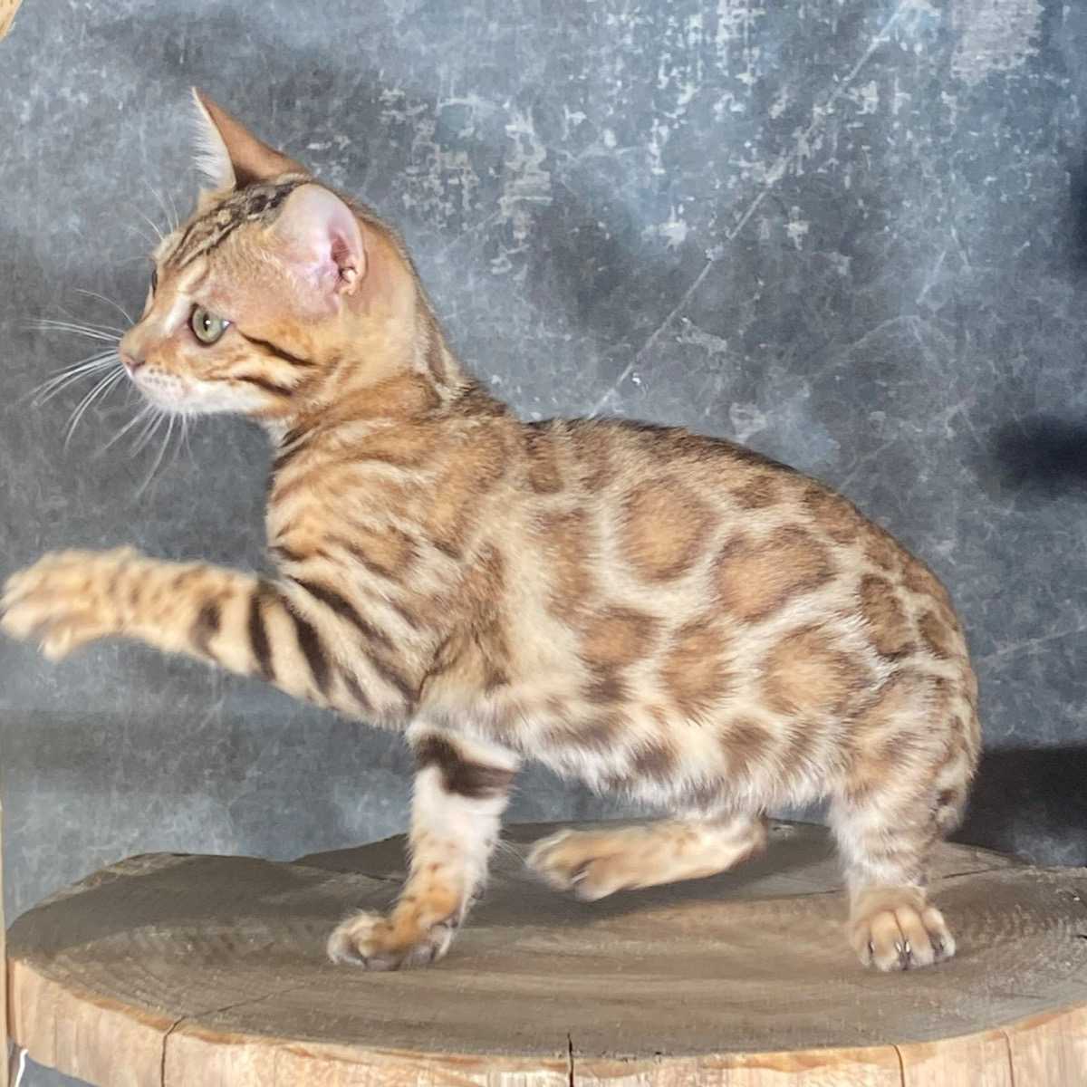 Kiara