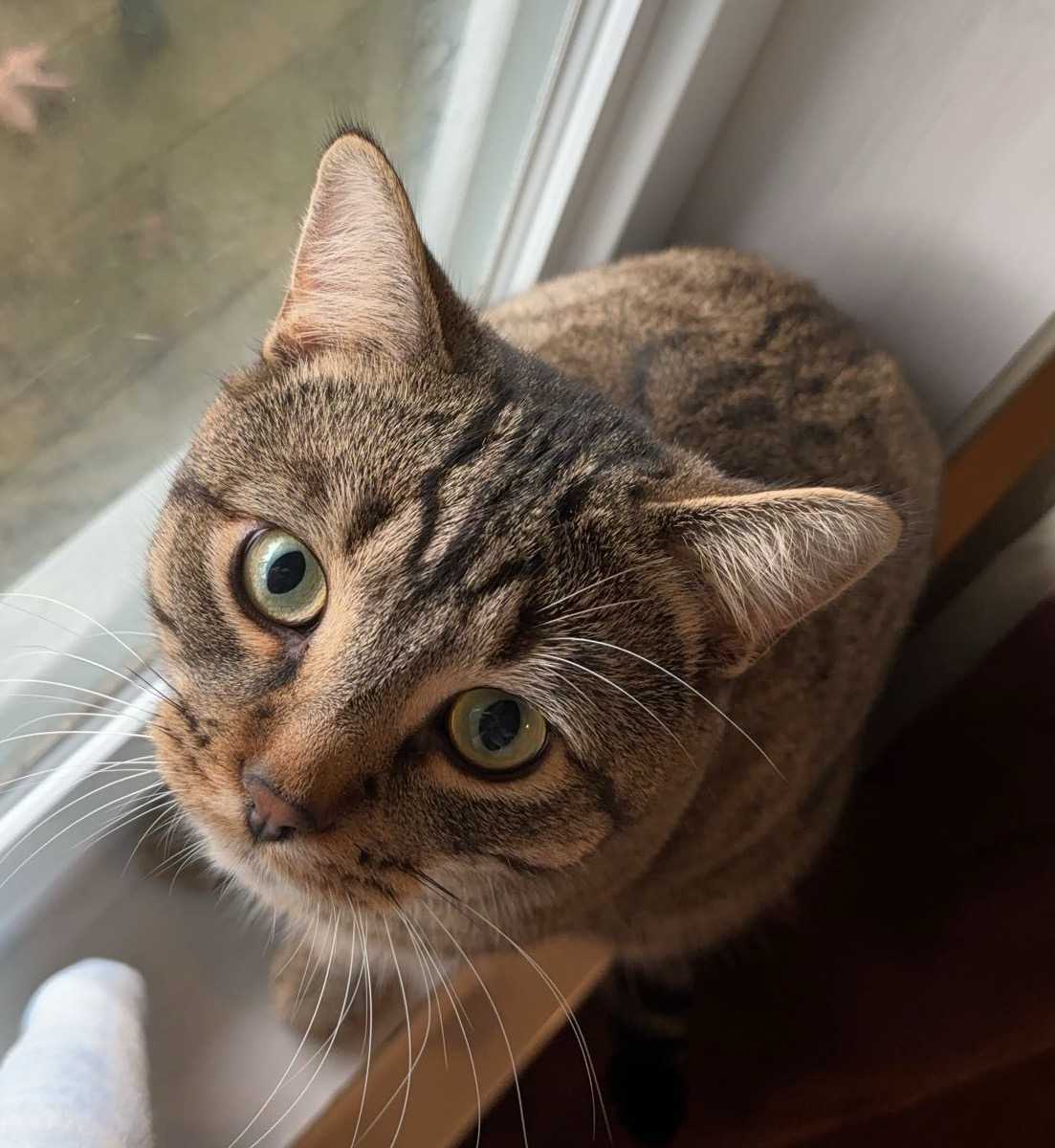 Tigrou