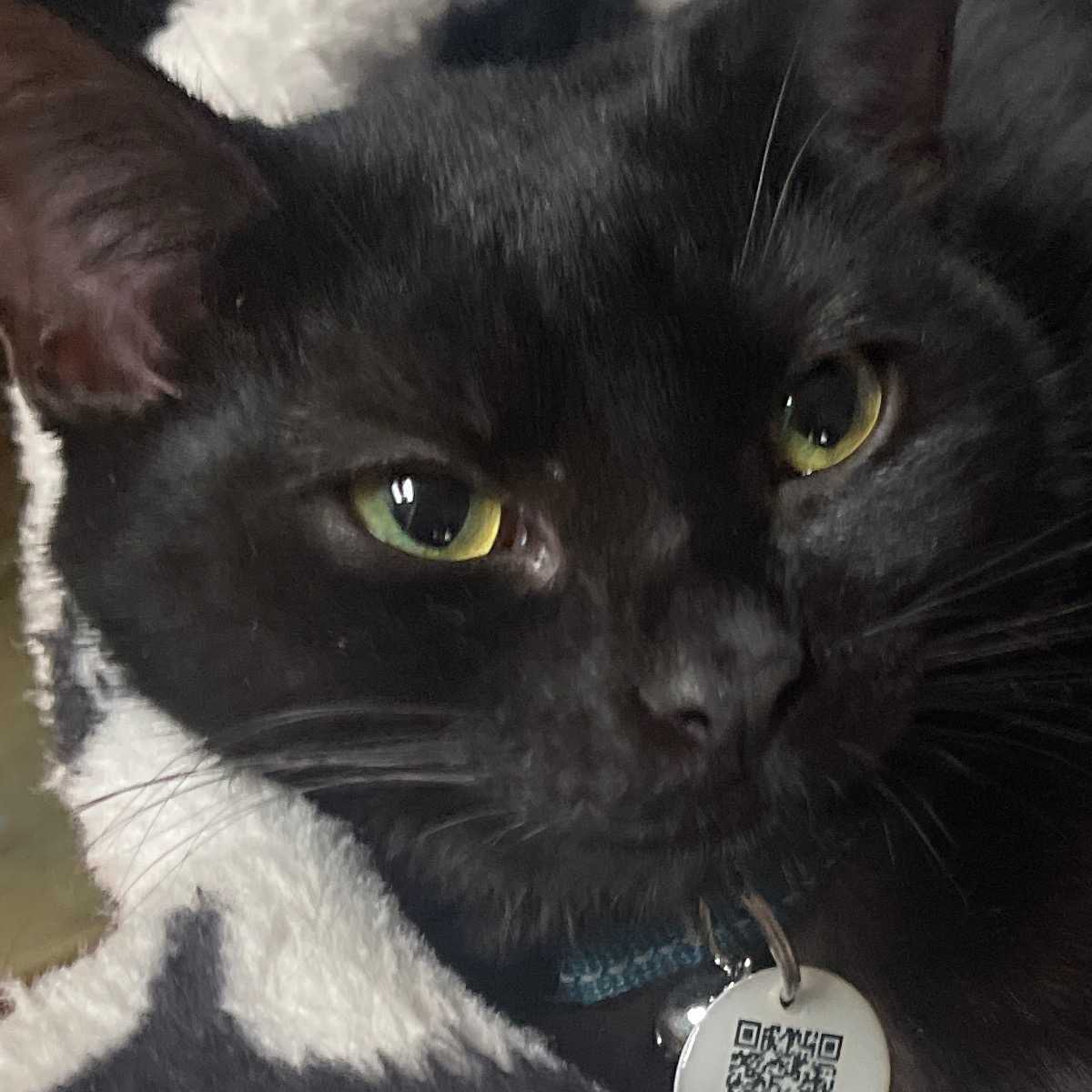 Akila