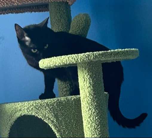 Brixia Jacynthe Mondor I