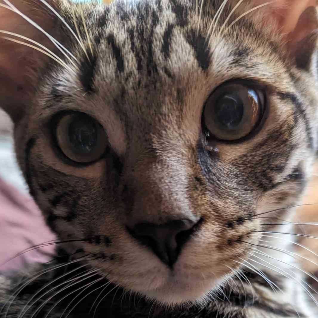 Benji