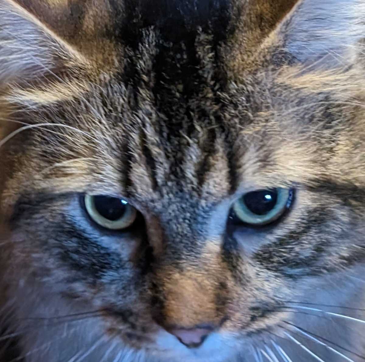 TI-pou