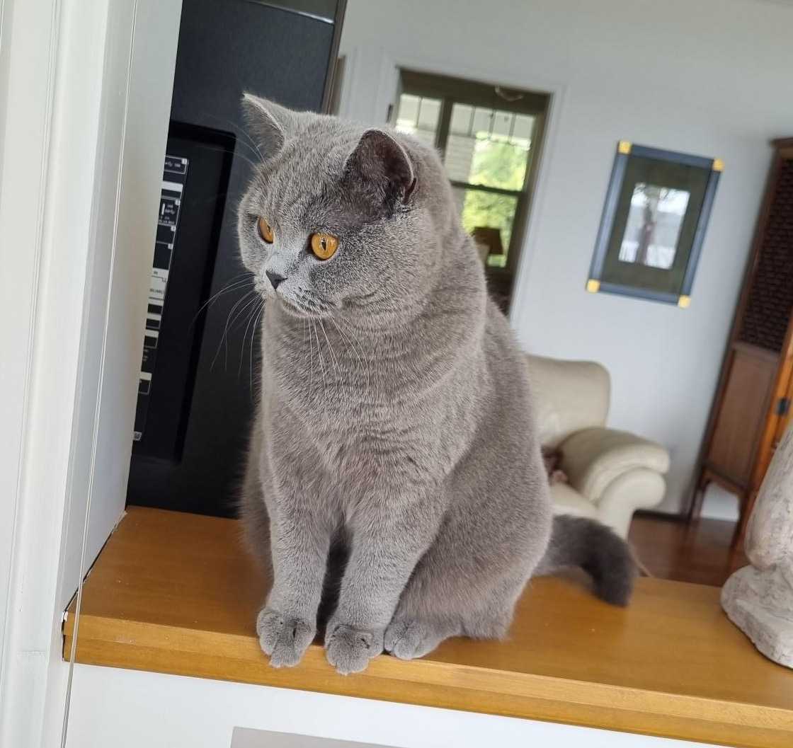 English Rose Des Glaces