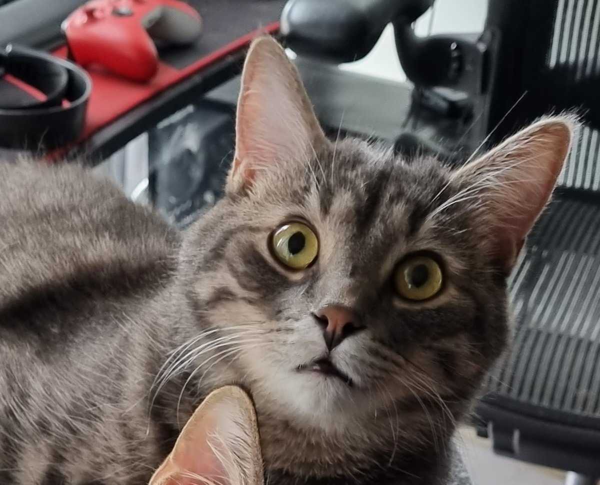 Mika