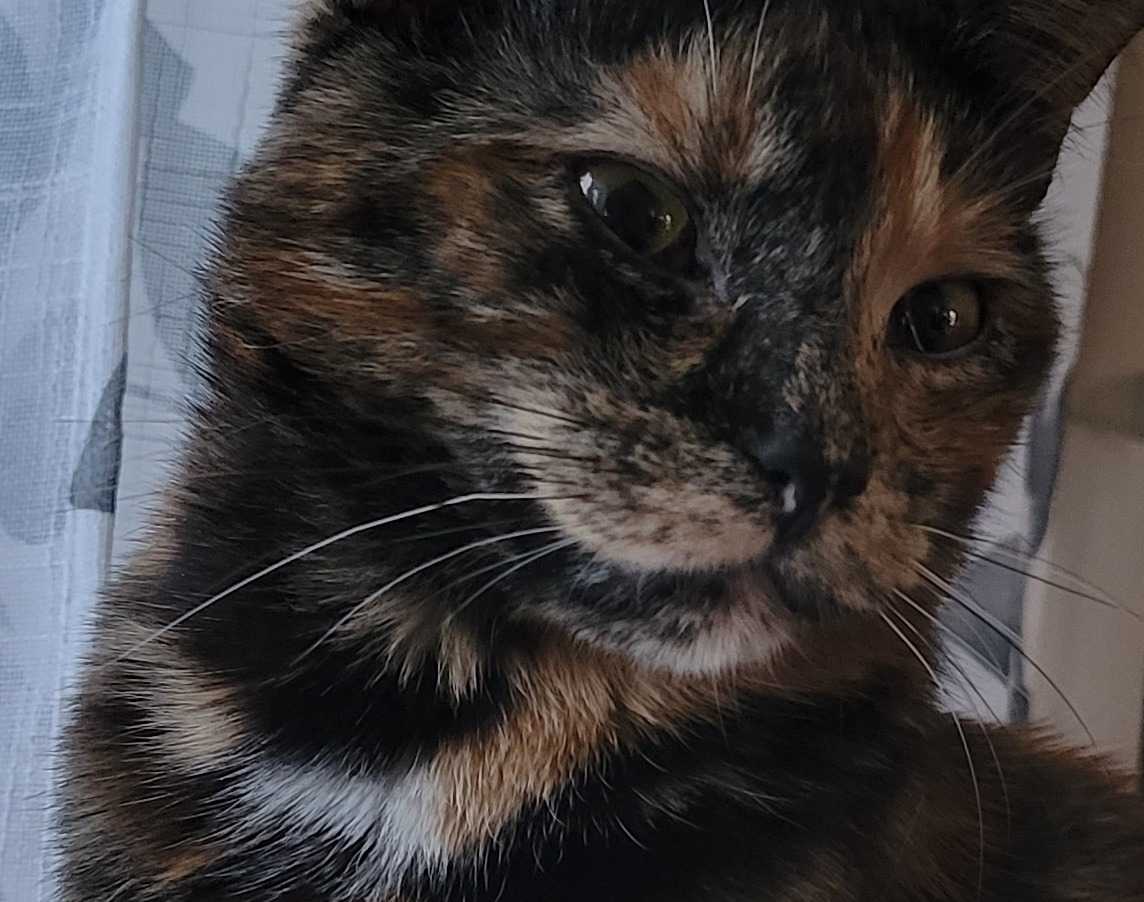 Abby