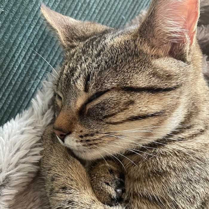 Juno