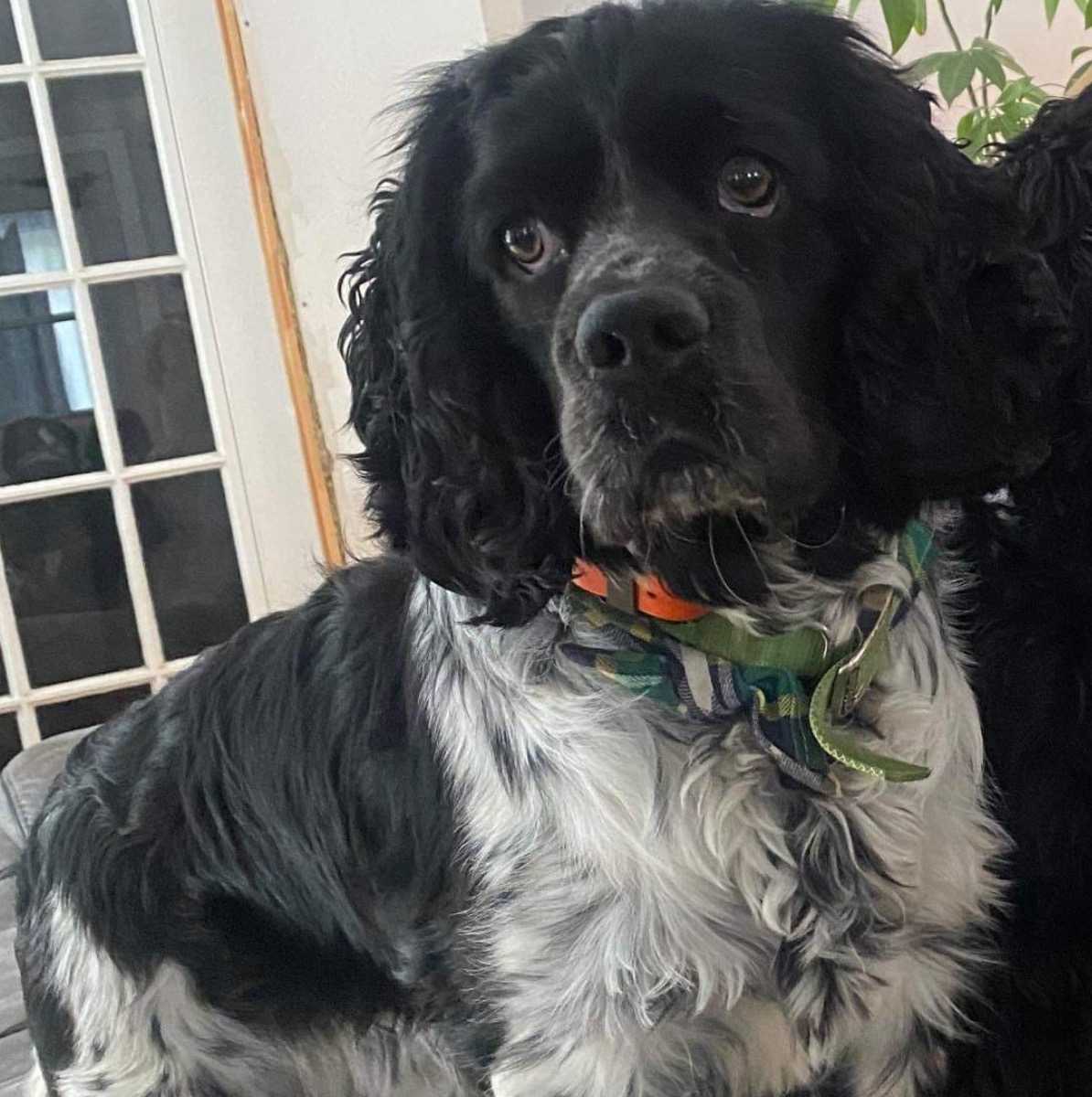 Floki