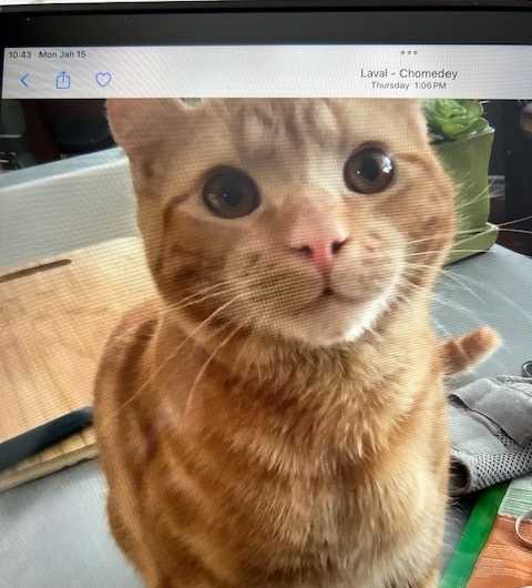 ARCHIE