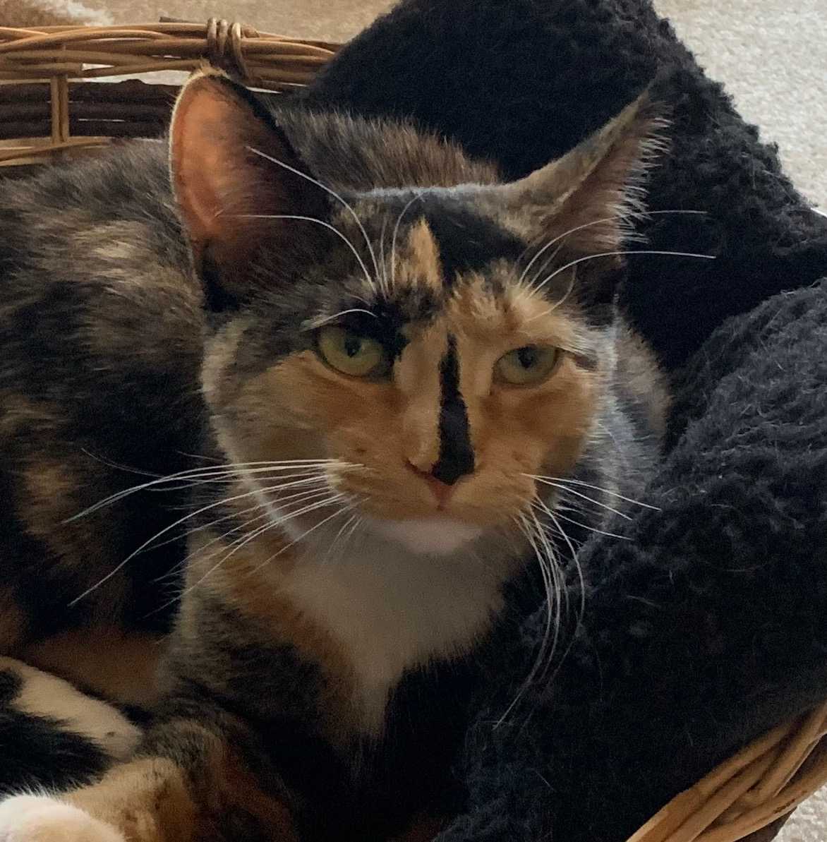 Daisy