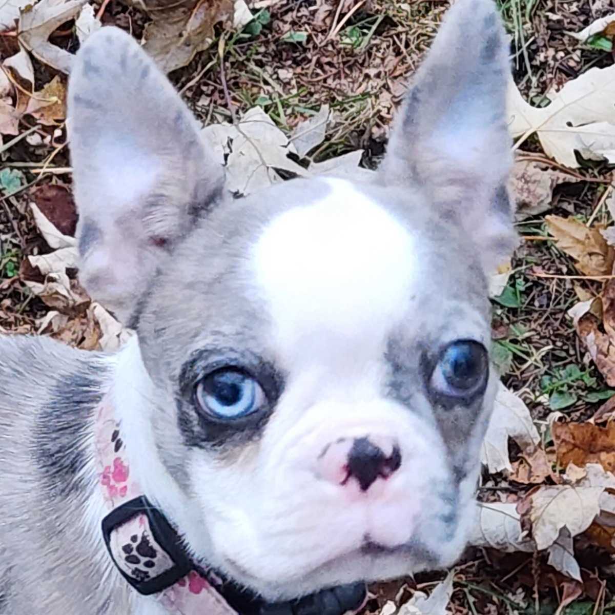 Myka  Attendre preuve de stérilisation oct 2025 /conflit ne pas transférer