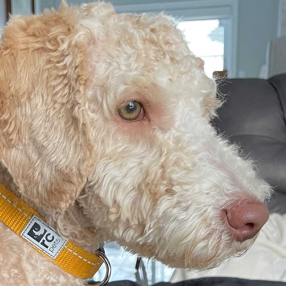 Teddy