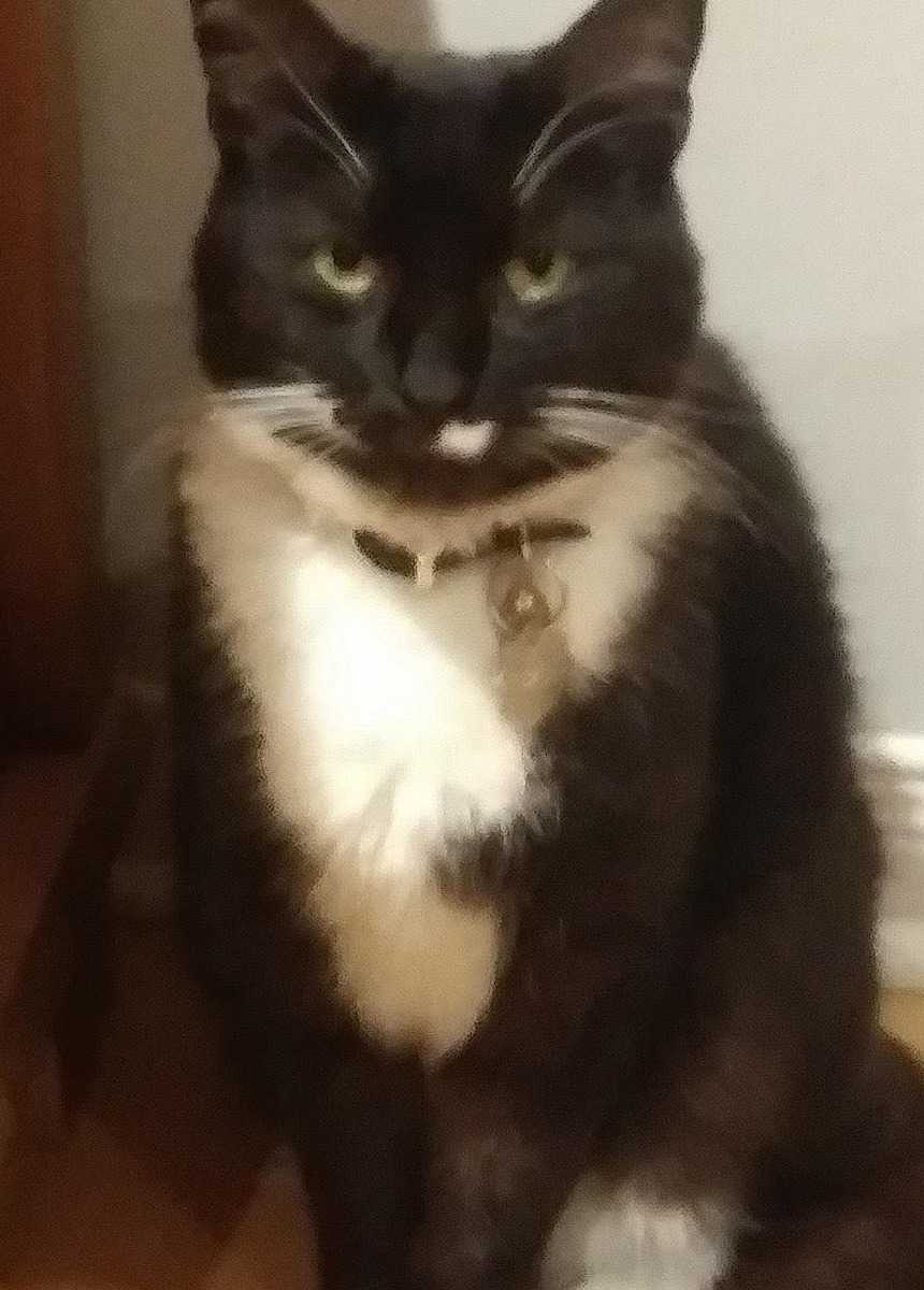 Ti-noir, mais on l'appelle MINOU