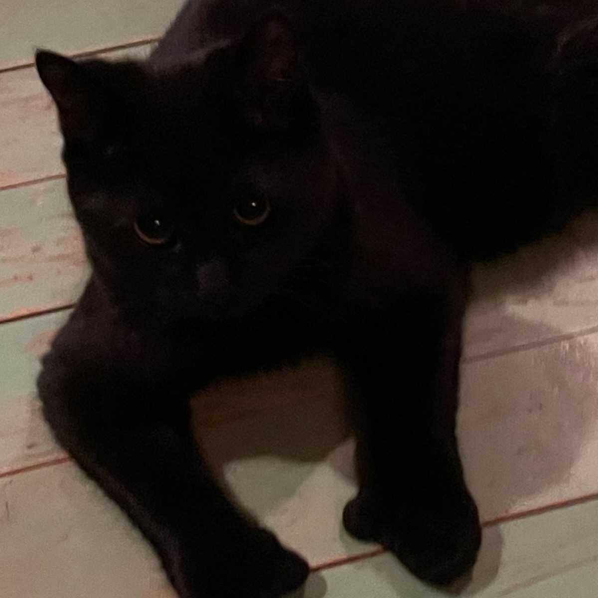 Alpha