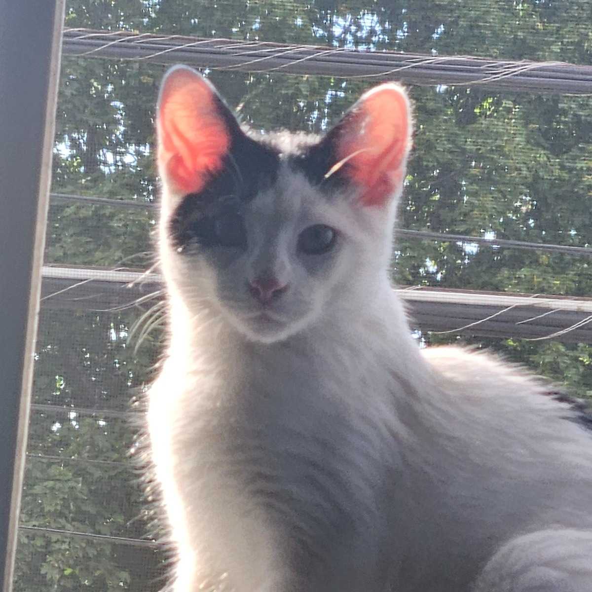 Oreo