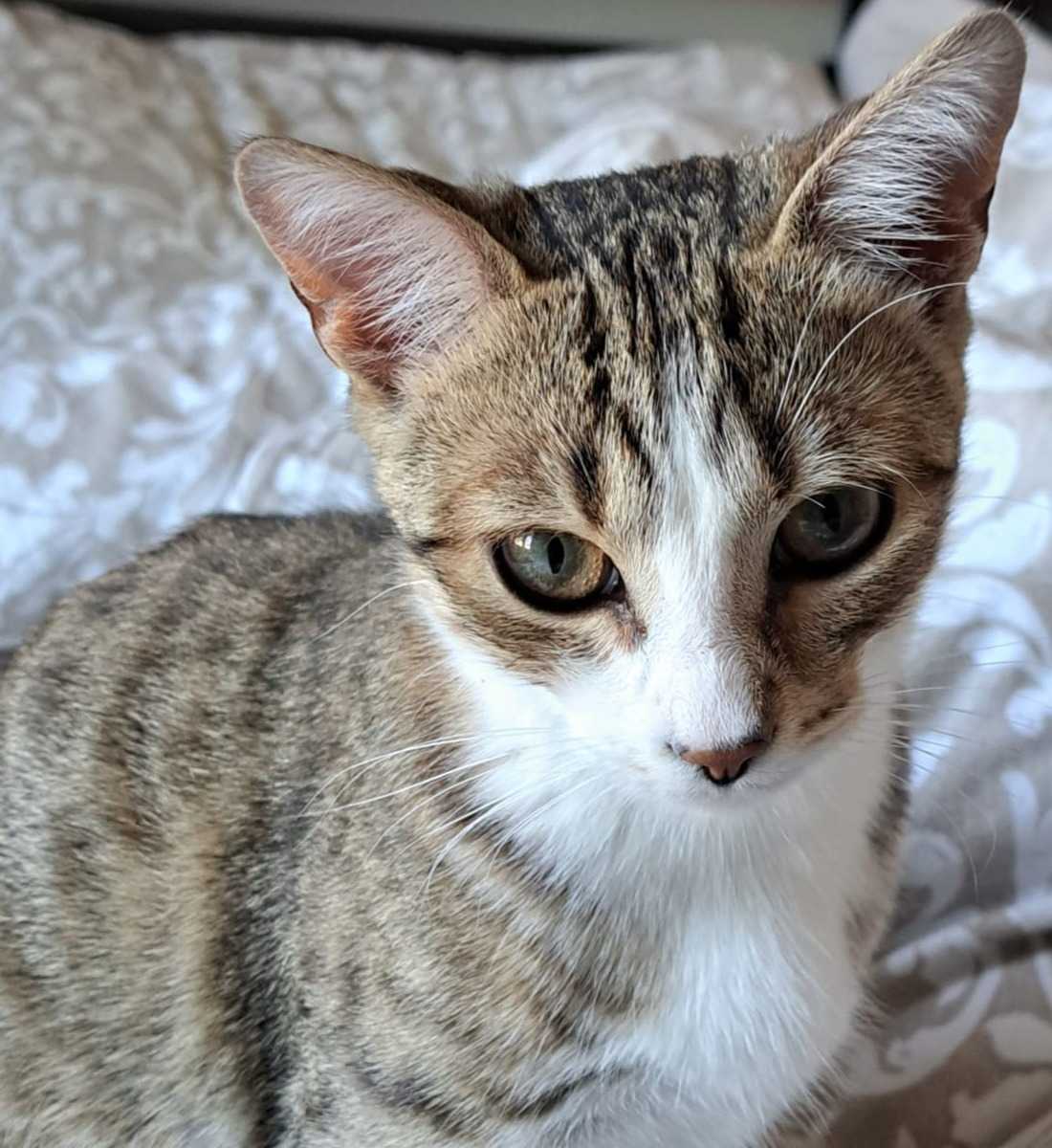 Kiara