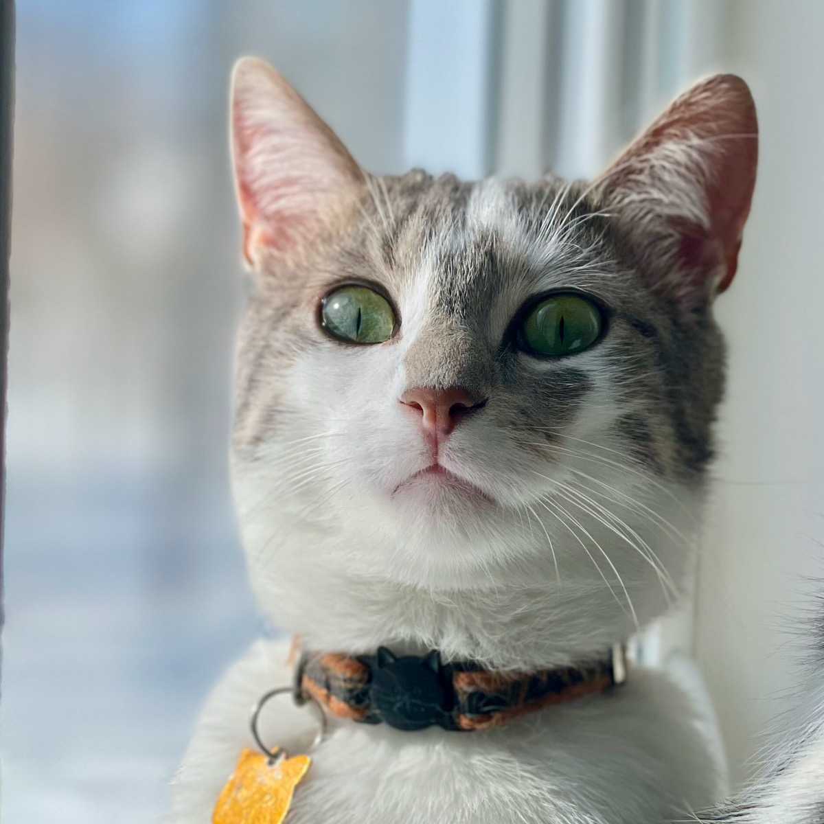Oscar