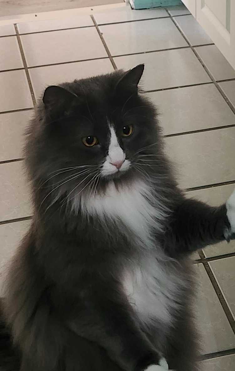 Julien