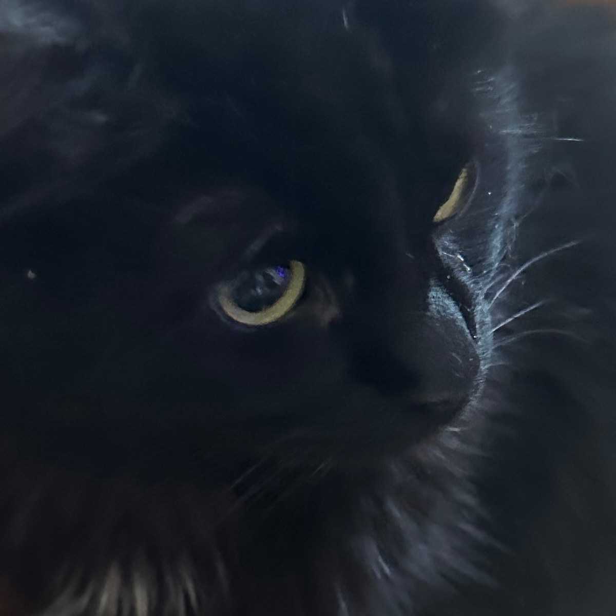 Hector