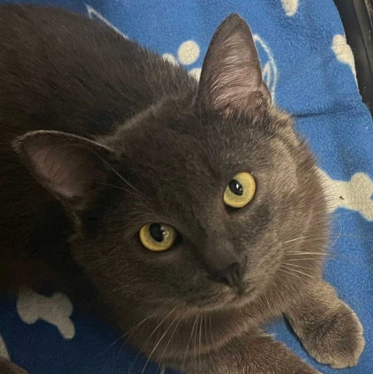 Ourson