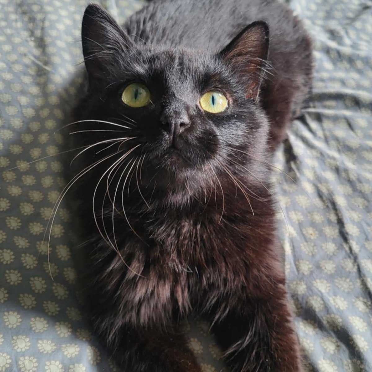 Lou (anciennement Réglisse)