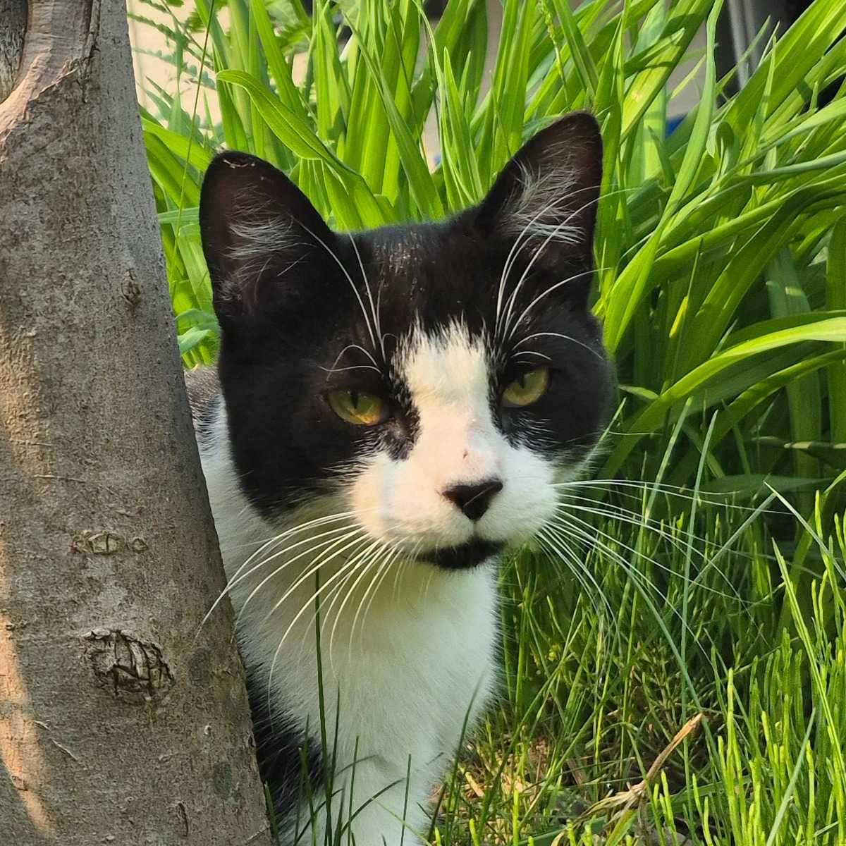 Gaston