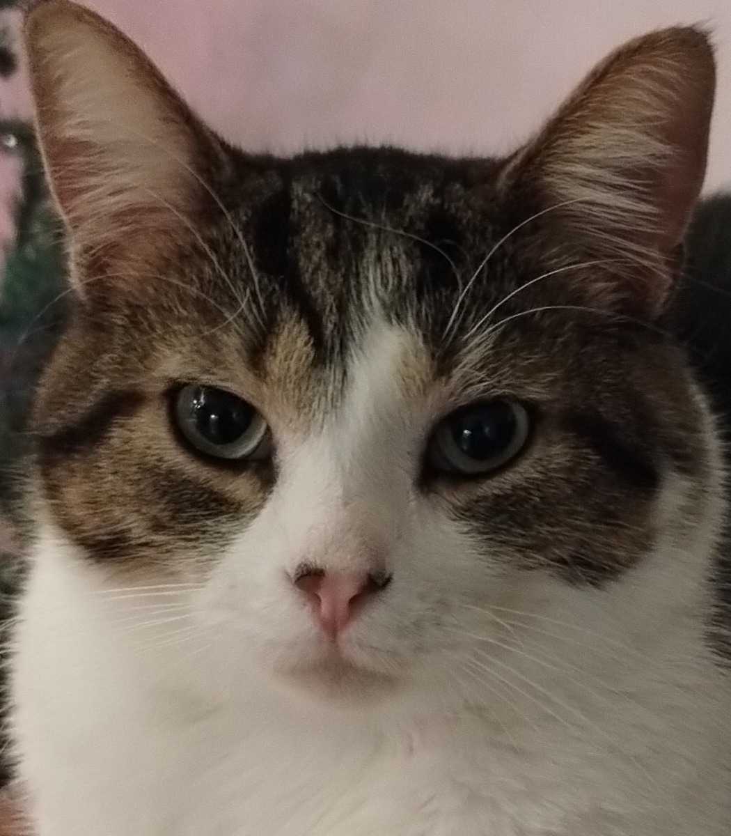 Lévi