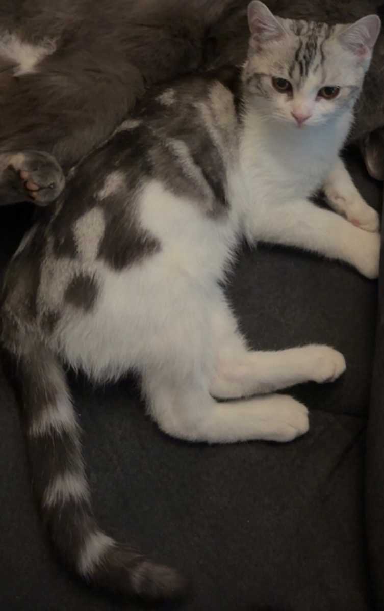 Junior