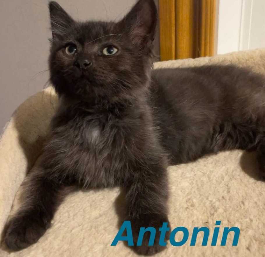 Antonin
