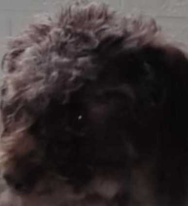 Truffe