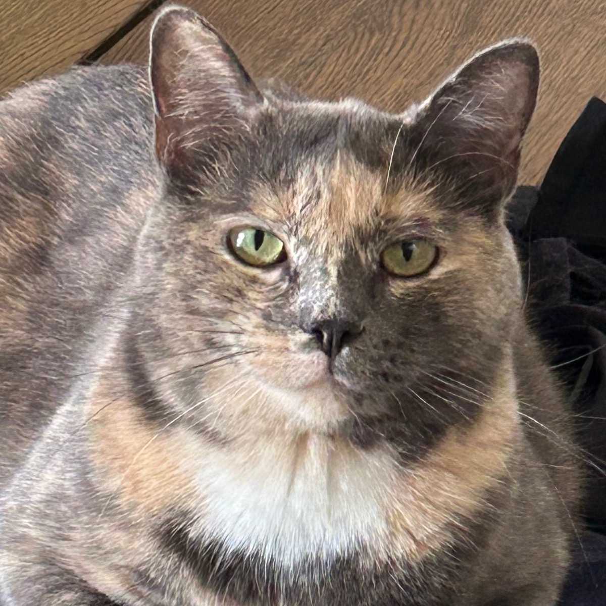 Bella